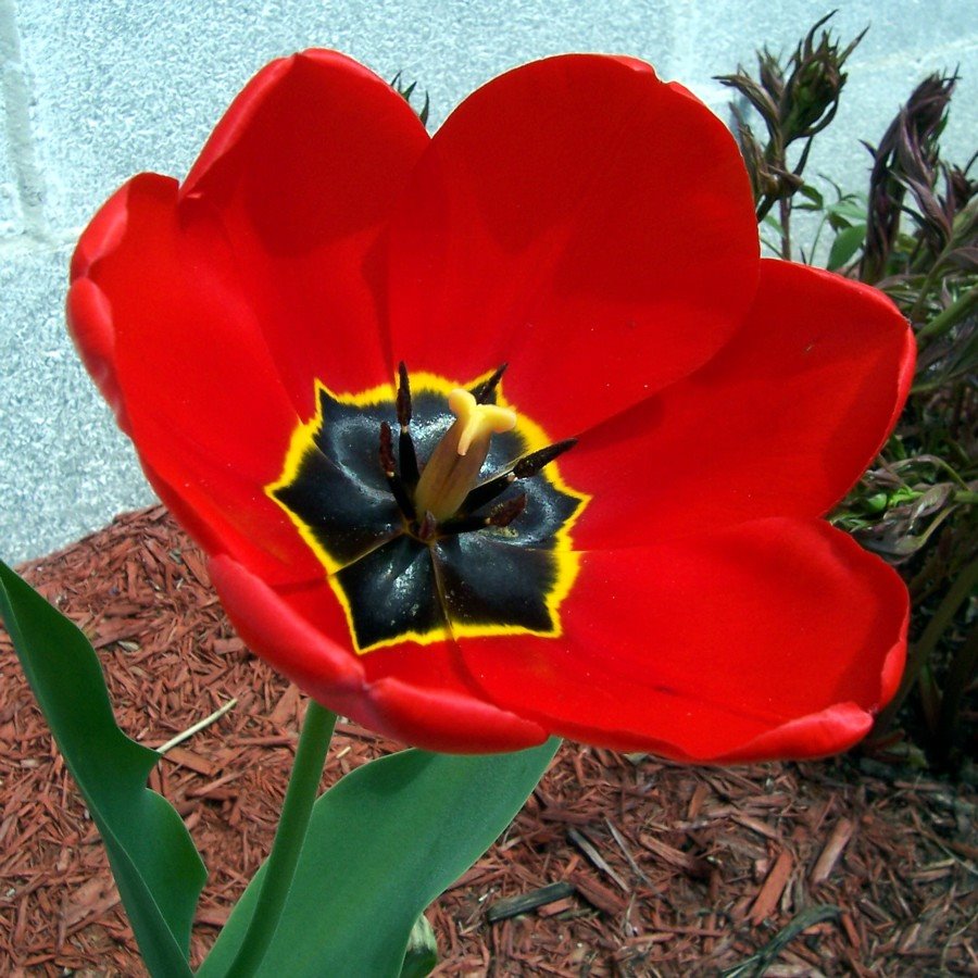 [2007+0429+tulip.jpg]