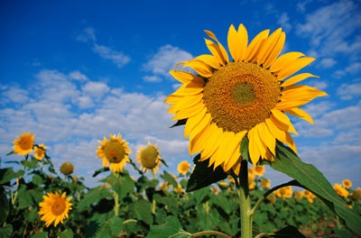 [define-sunflower-1.jpg]