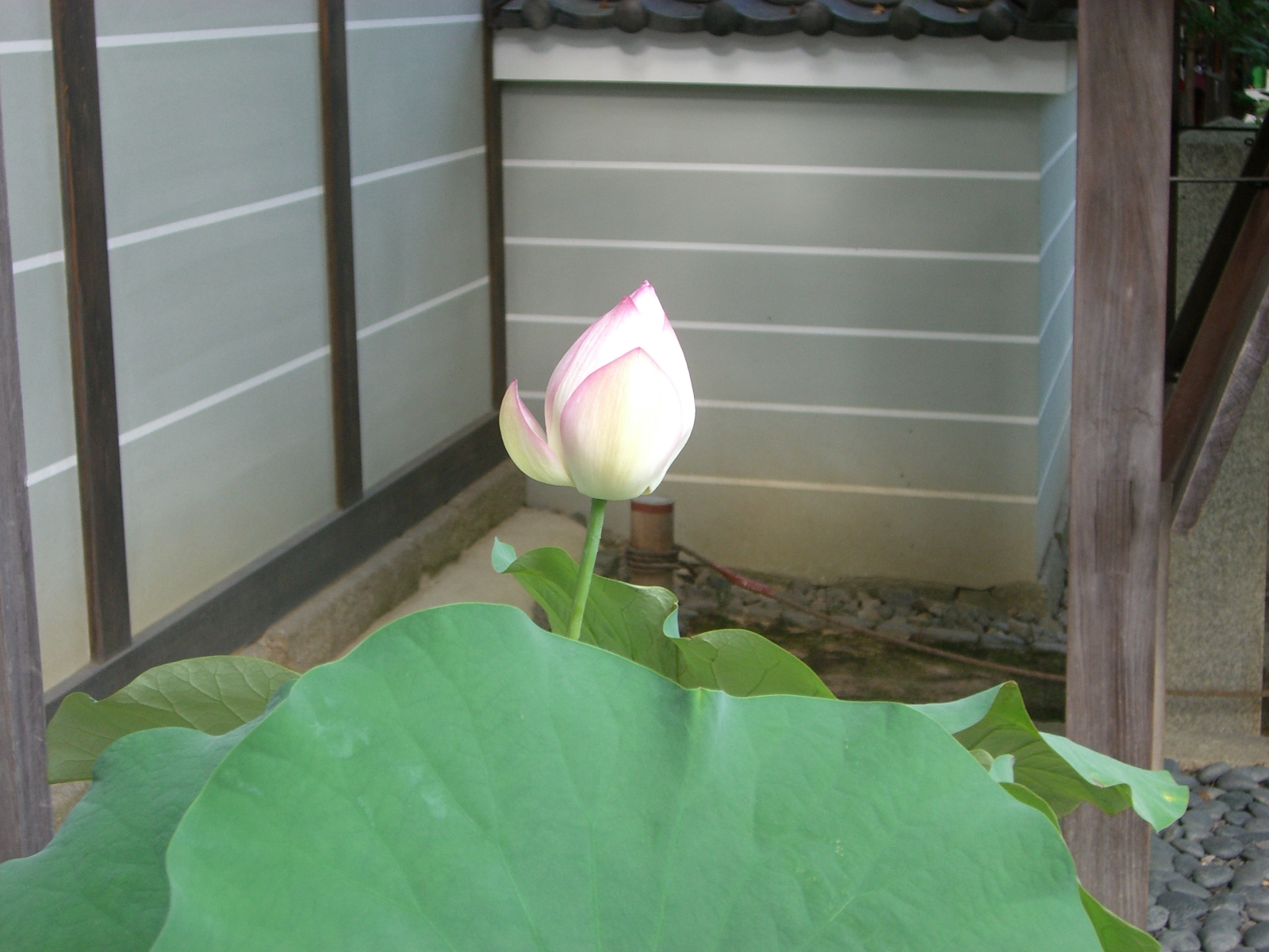 [Flor+de+loto.+Arashiyama+(Kyoto).JPG]