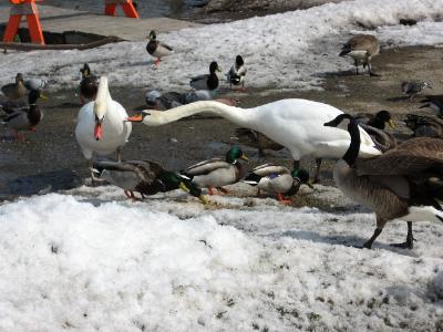 [port-credit-swans-geese.jpg]