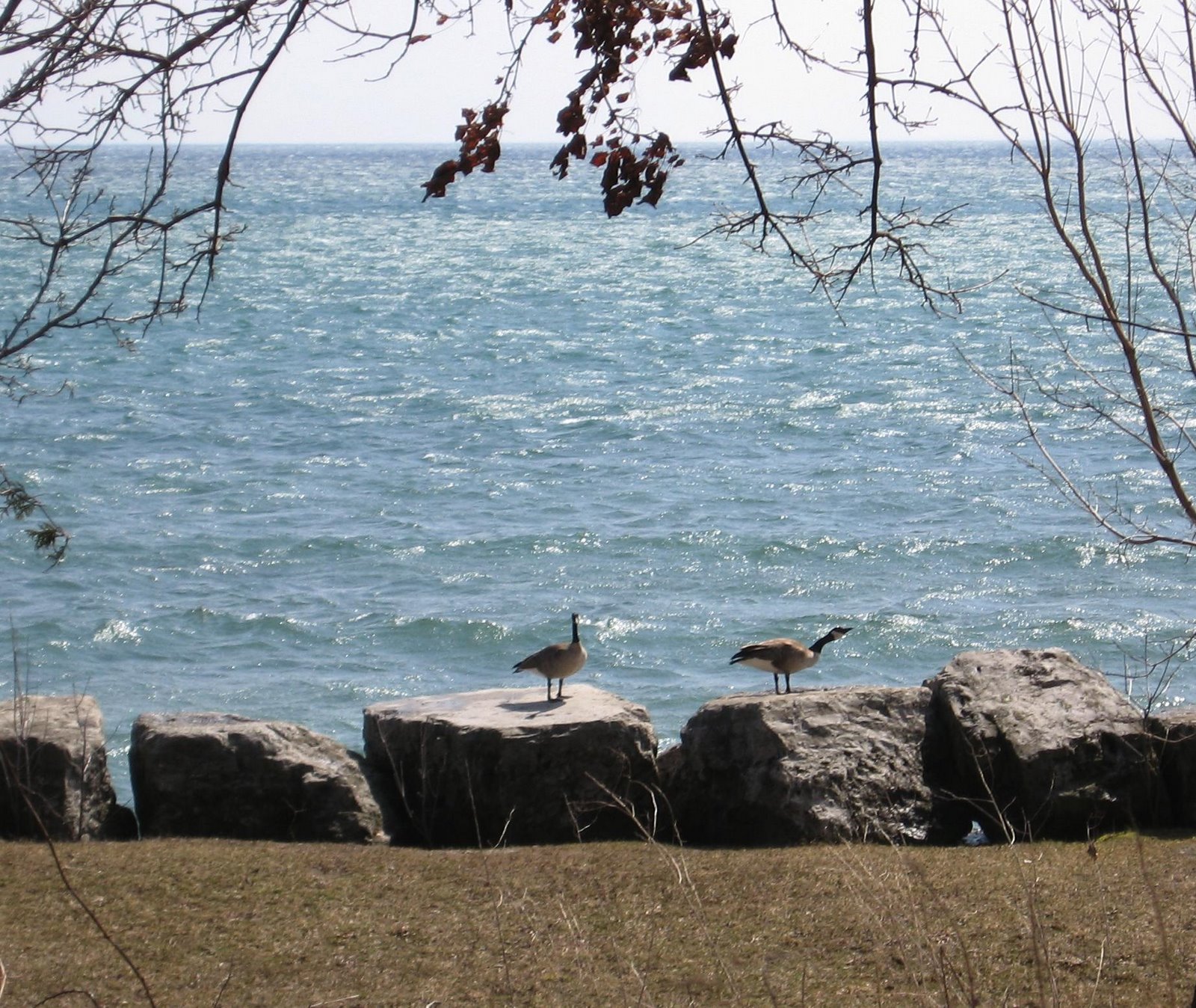 [port-credit-lake-ontario-sun-canada-geese.jpg]