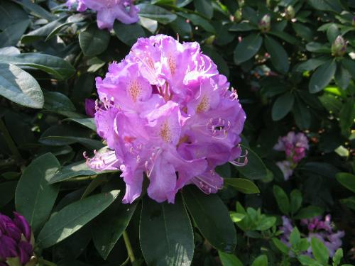 [a-mauve-pink-rhododendron-blossom.jpg]