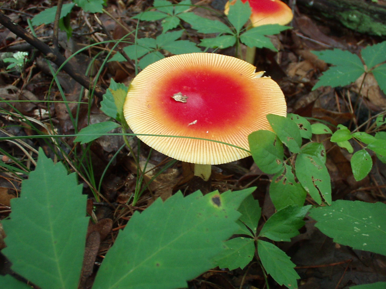 [mushroom20.JPG]