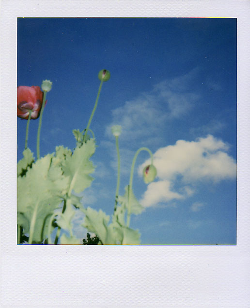 [poppy+sky+farm.jpg]