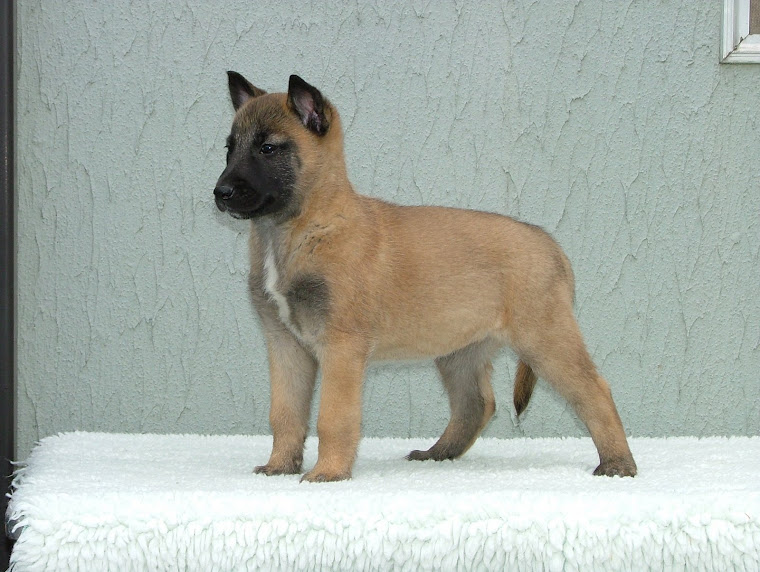 Keisha pup