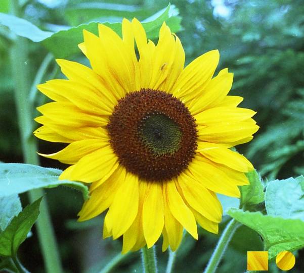 [iff_sunflower.jpg]