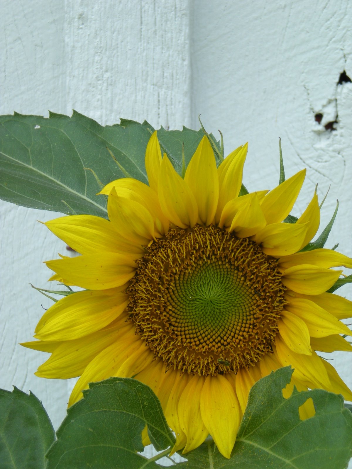 [sunflower.JPG]