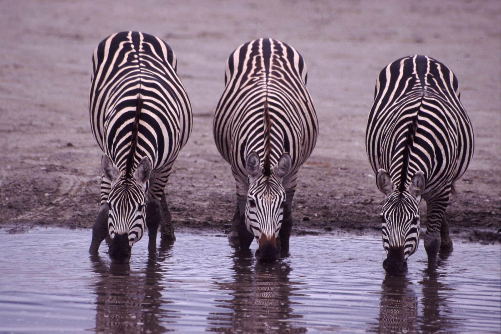 [Three_Zebras_Drinking.jpg]
