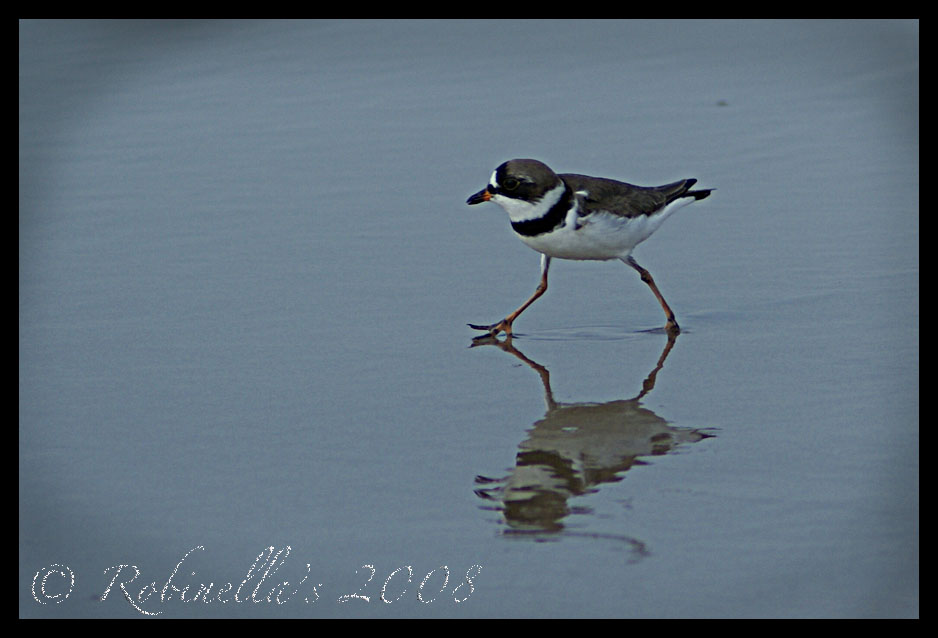 [Semipalmated+Plover+5:08.jpg]