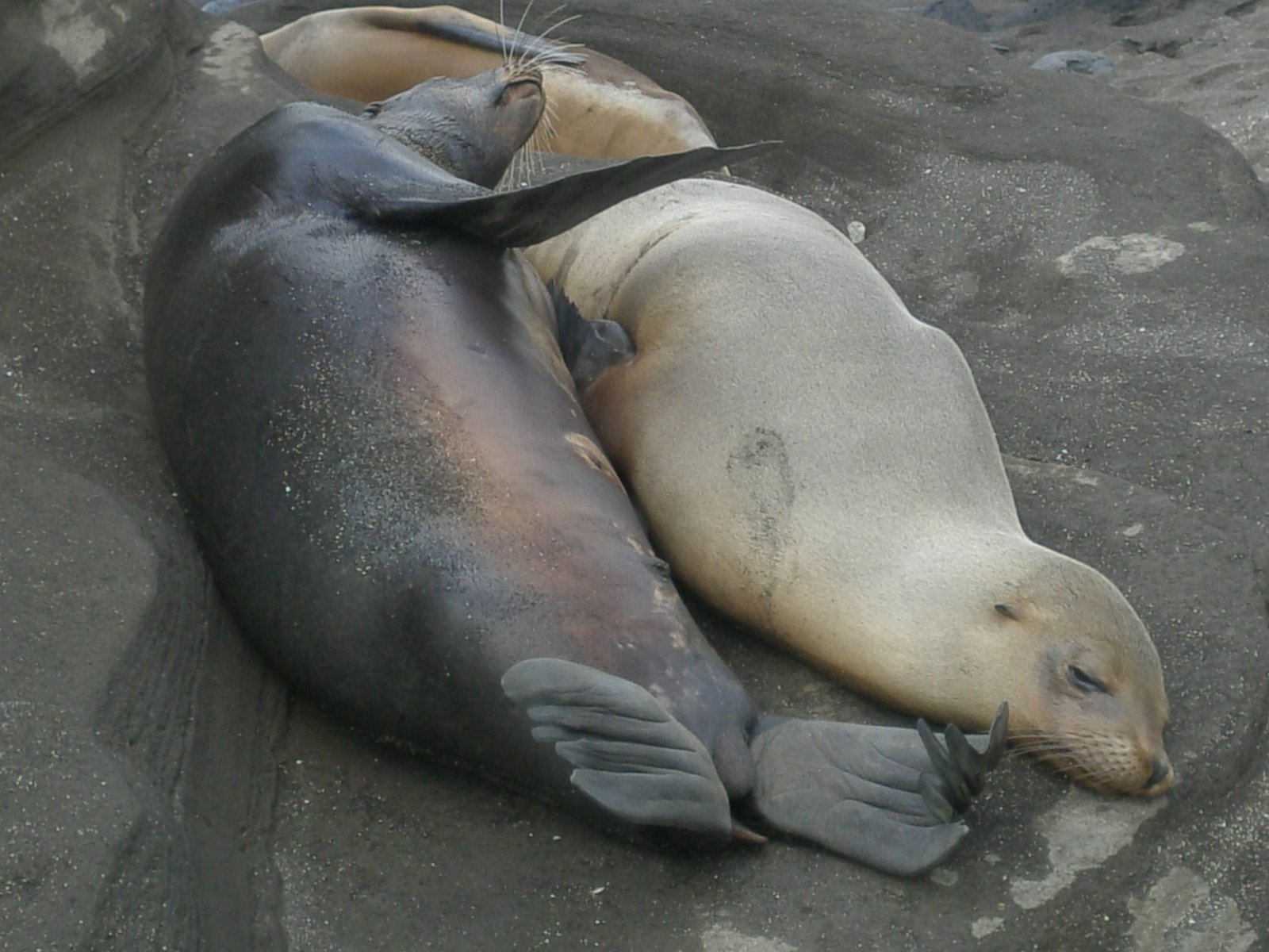 [Galapagos+Seal.jpg]