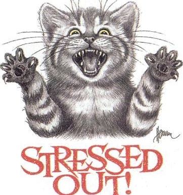 [Stressed-out+cat.jpg]