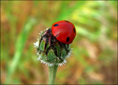[ladybird.jpg]