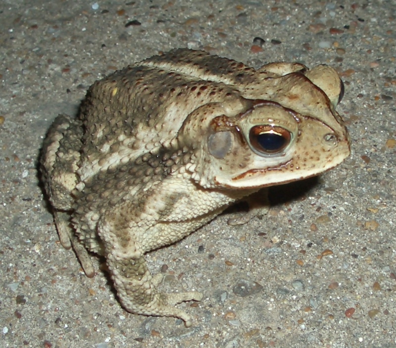 [gulf+coast+toad.JPG]