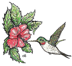 [hummingbird_boeckler.jpg]