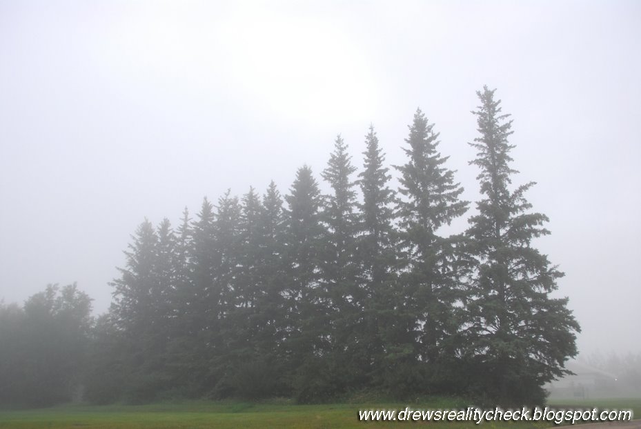[trees+mist.jpg]