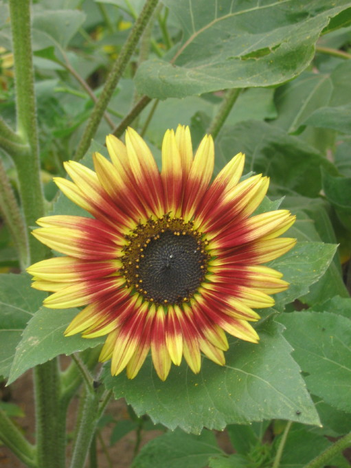 [Sunflower+#1.JPG]