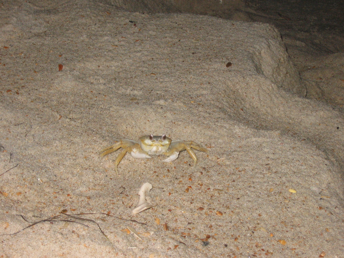 [Crab#3.JPG]