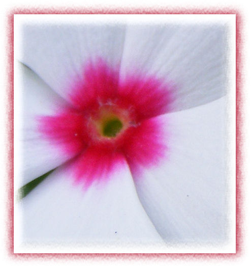 [white+and+pink+flower.jpg]