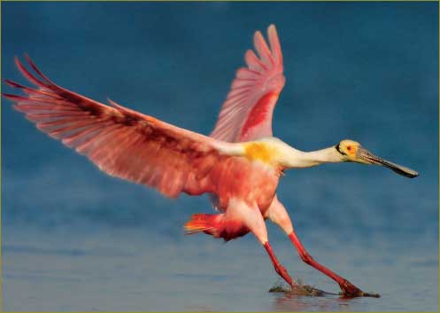 [photocontest_flamingo.jpg]