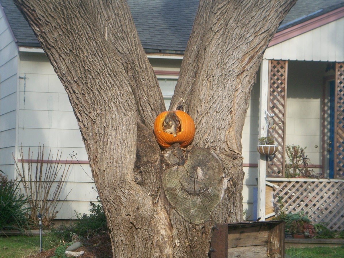 [Squirrel+in+Pumpkin.jpg]