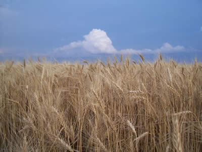 [hays_wheatfield.jpg]