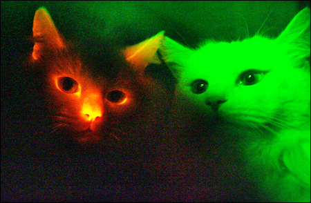 [gatos+fosforescentes.jpg]