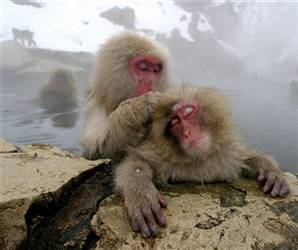 [macaques-sexe3.jpg]