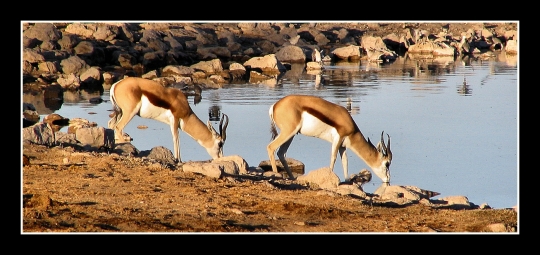 [antilopes-namibie.jpg]