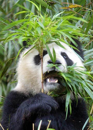 [panda-gigante-bambÃº.jpg]