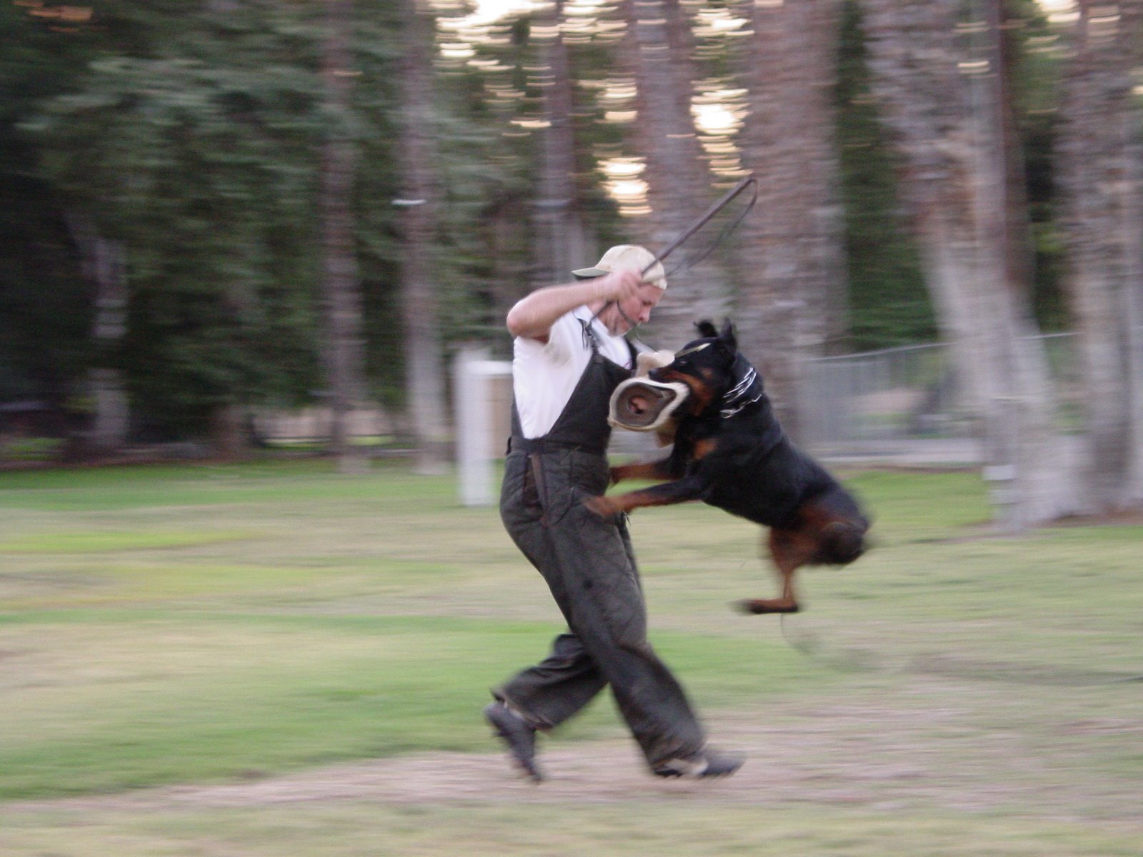 [Rottweiler-doing-protection-training-athelete-in-motion-CF.jpg]