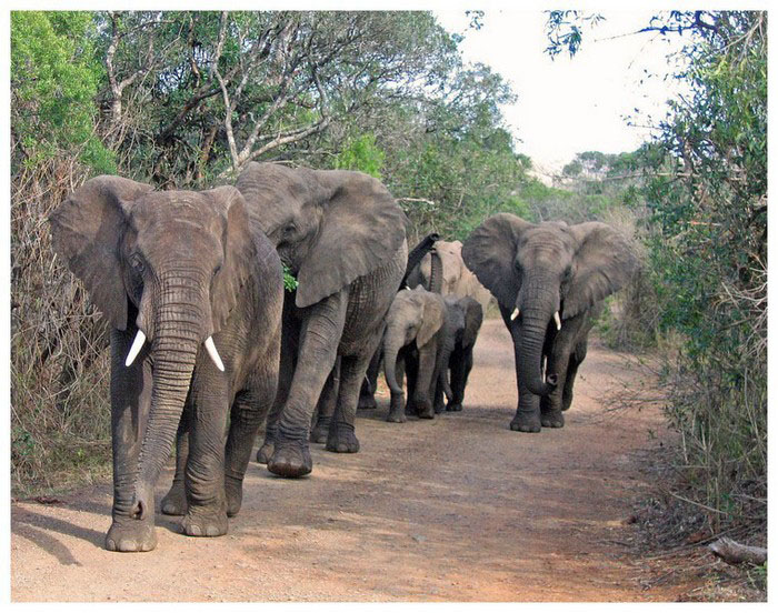 [elefantes+africanos+manada2.jpg]
