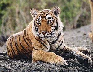 [tigre+de+Bengala.jpg]