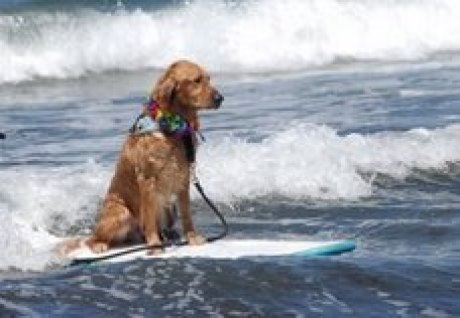 [chien+surf.jpg]