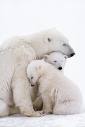 [osos+polares+familia.jpg]