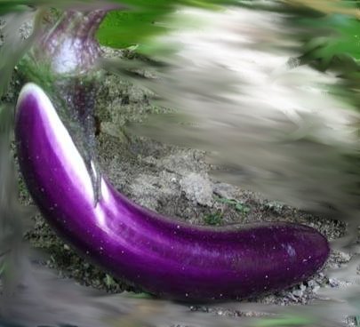 [eggplant+2.JPG]