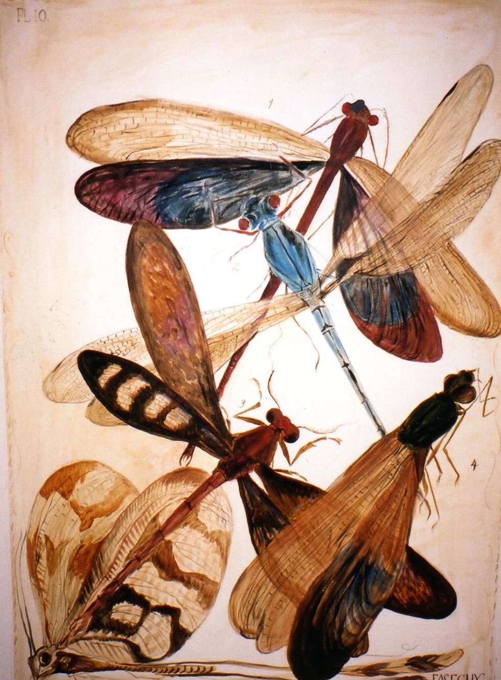[pve:dragonflies375.jpg]