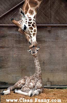 [animal-giraffe-mother-baby-kiss-kissing.jpg]