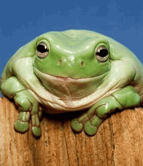 [frog-smiley.gif]