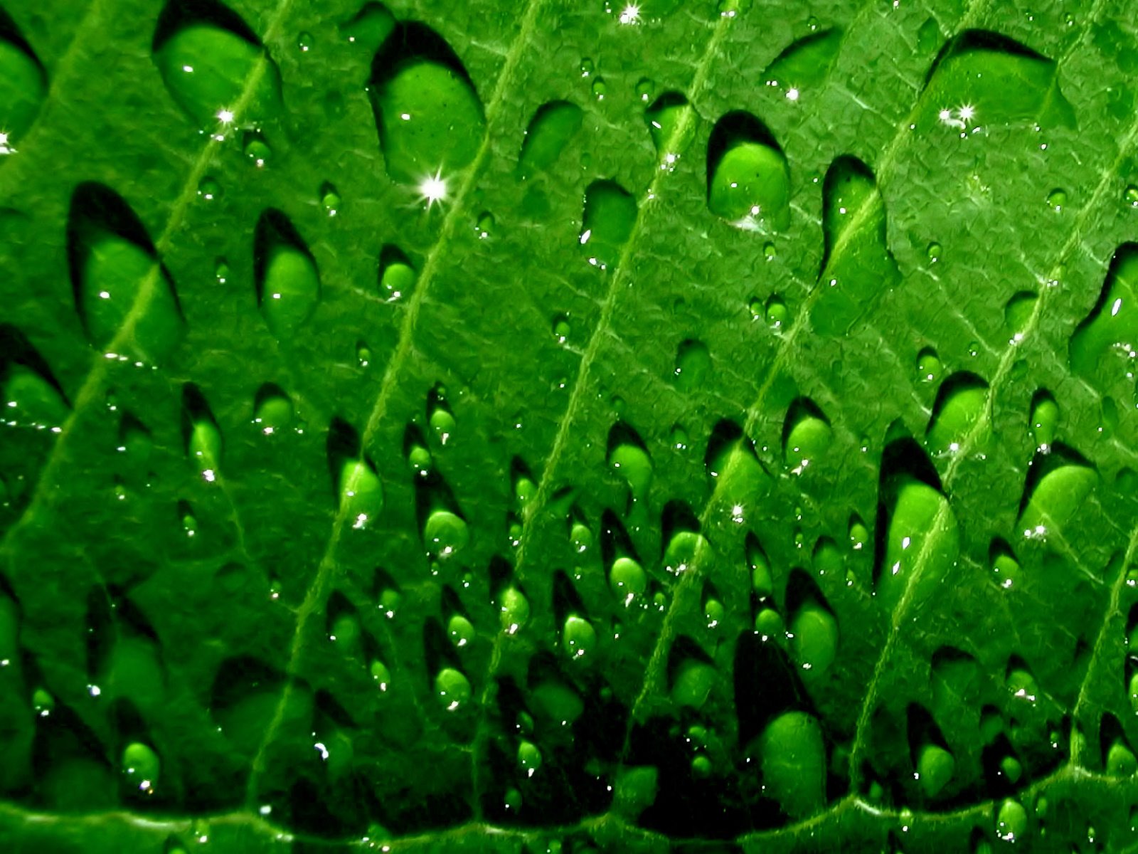 [Raindrops+on+leafs+Set+4+High+Definition+Wallpapers+3.jpg]