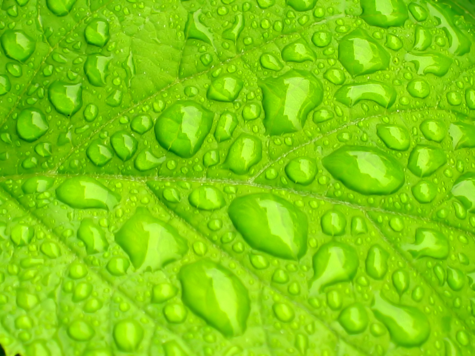 [Raindrops+on+leafs+Set+4+High+Definition+Wallpapers+2.jpg]