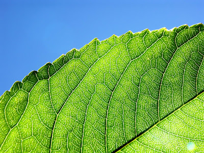 Nature Green Plants Blue Sky HD Wallpapers