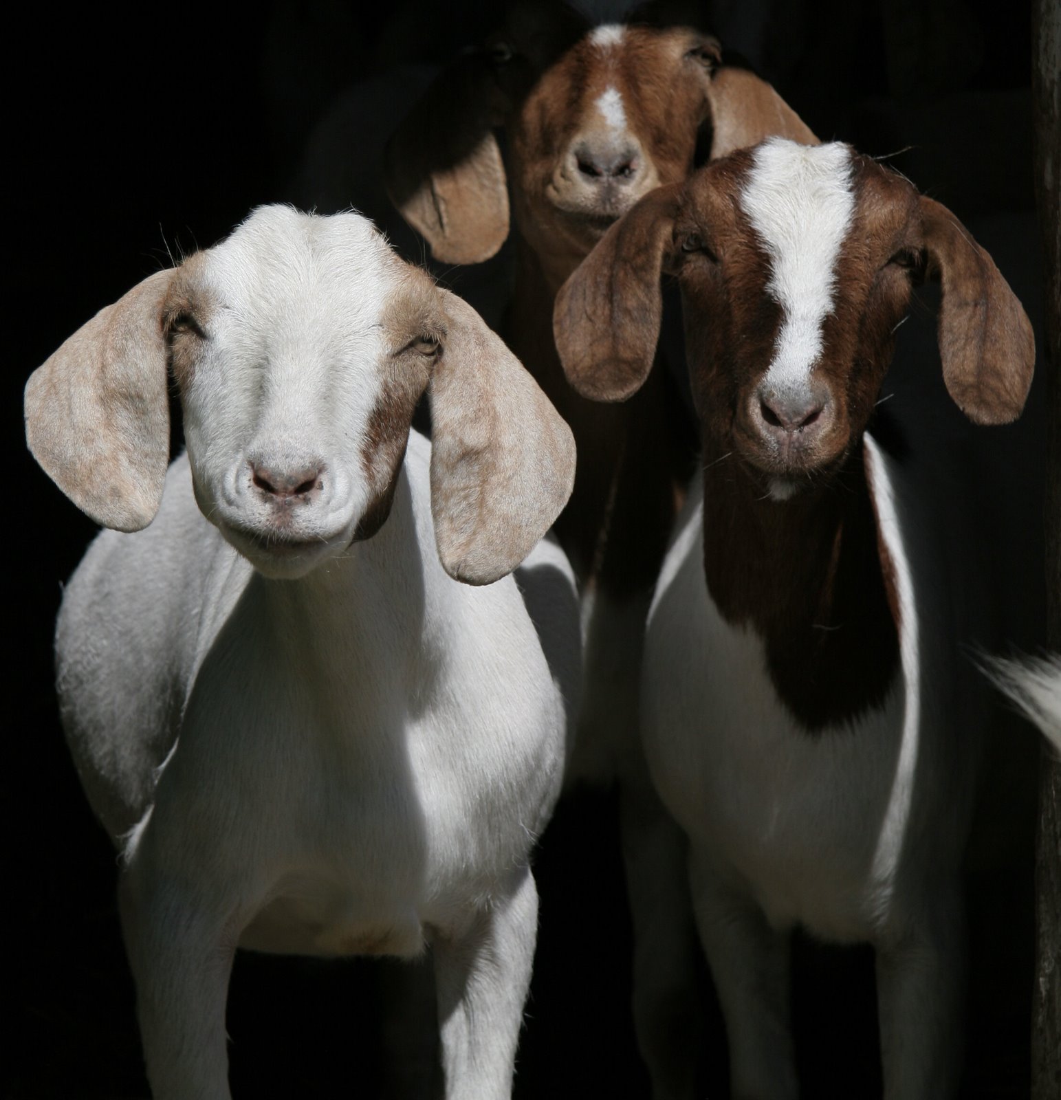 [goats.JPG]
