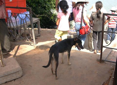 [Dogs_of_Cambodia3.JPG]