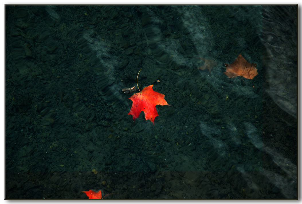 [Fall-leaf-floating-in-water.jpg]