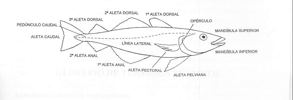 [Anatomia+del+pez.JPG]