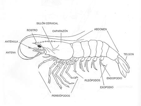 [Anatomía+crustáceo+cabeza+y+cola+copia.JPG]