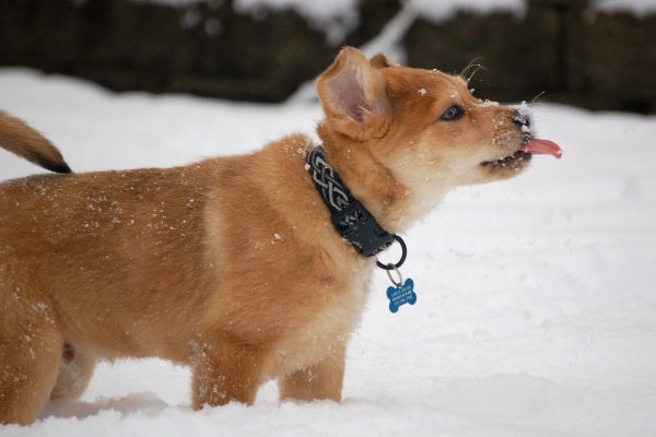 [snow+doggy.jpg]