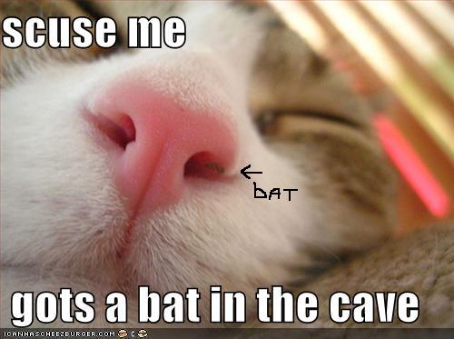 [bat+in+the+cave+2.jpg]