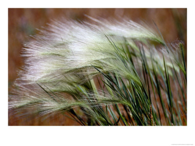 [Prairie-Grass.jpg]