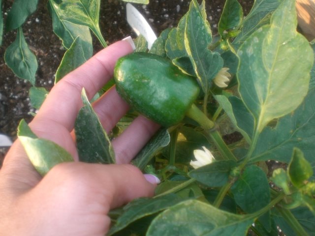 [Green+bell+pepper.JPG]
